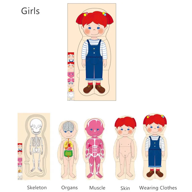 Wooden Human Body Puzzles for Toddlers 28 Piece Anatomy Puzzle Skeleton Human Body for Kids Educational Learning Preschool Toys 3
