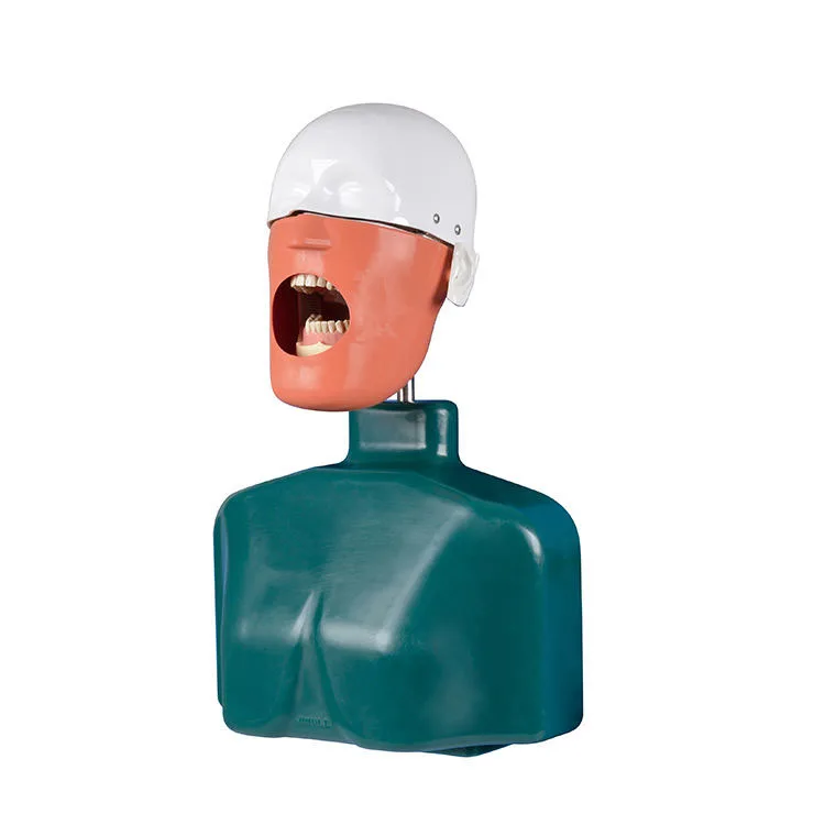 

medical training Den tal phantom head