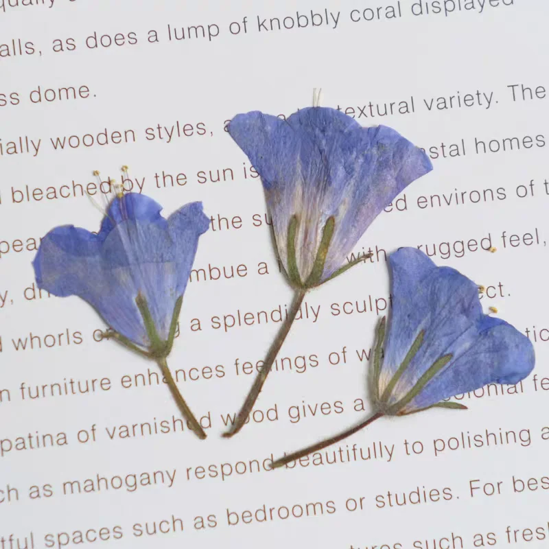 누르면 측면 건조 BlueBell Hyacinthoides 꽃 식물 표본 상자 보석 엽서 책갈피 프레임 전화 케이스 초대장 카드 DIY