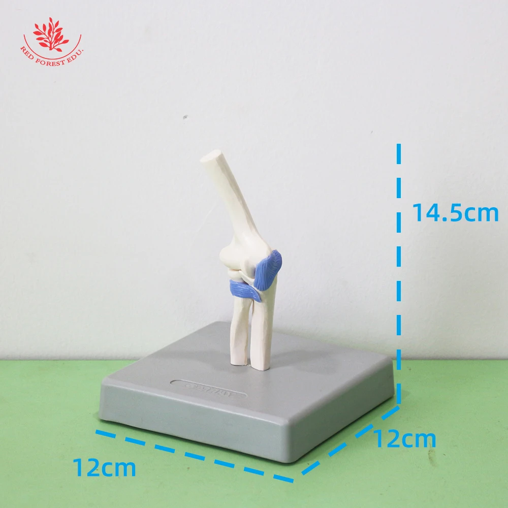 Human Joint Model Complete Set Of Elbow Knee Shoulder Hip Four Medical Science Include Ligament in Blue Color