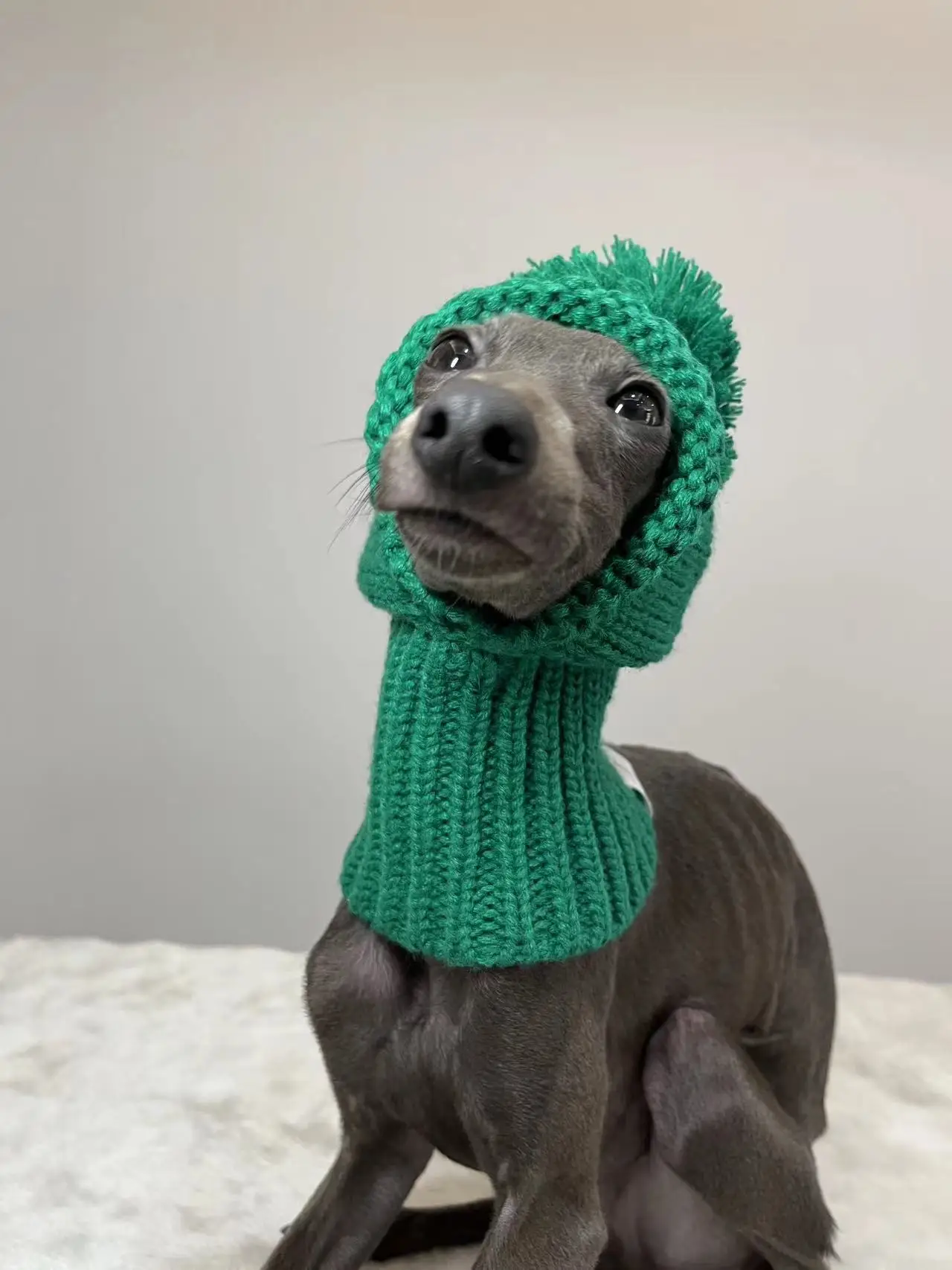cute-green-christmas-pet-hat-for-whippets-italian-greyhounds-bichon-frises-schnauzers-more
