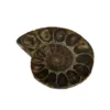 Natural Ammonite Vintage Style Spiral Shell To Teach Strange Stones Extinct Polished Ammonite Shell Great Gift For Friends And 1