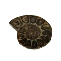 Natural Ammonite Vintage Style Spiral Shell To Teach Strange Stones Extinct Polished Ammonite Shell Great Gift For Friends And 1