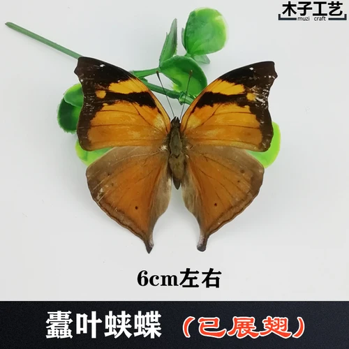 Real Butterfly Specimen Insect Specimen Teaching Specimen DIY Self-sealing Bags Optional Varieties  home accessories 