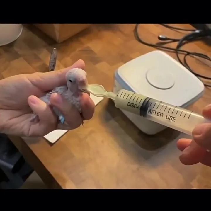 Folewr Lot De 5 Cuillères à Nourrir Pointues En Acier Inoxydable Pour Bébé, Oiseau, Pivoine, Calopsitte, Fournitures Pour Animaux Domestiques