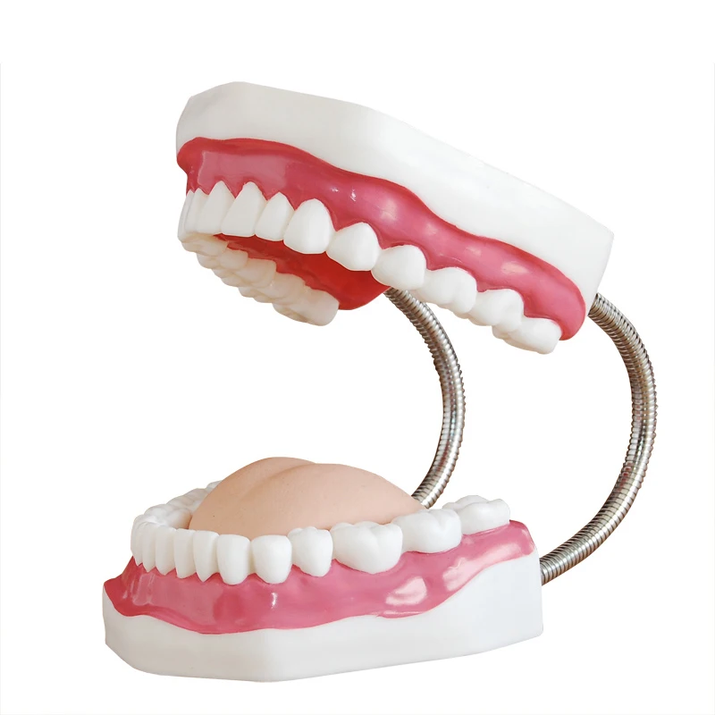 Human Anatomical Teeth Model Medical Science Dental Care Model 32 teeth