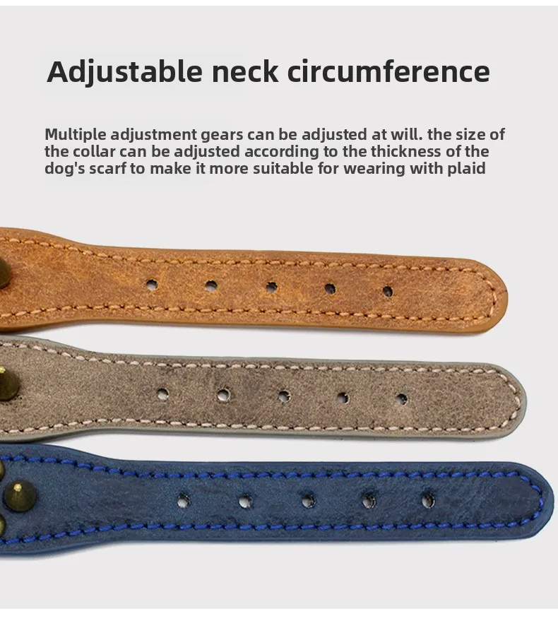 Hund mit einem genieteten Lederhalsband.