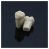 Frasaco AG3 Type Fit Dental Replacement 32 Size Screw-in Teeth Model M8022-2 Typodont Standard Practice Filling Restoration Demo 5