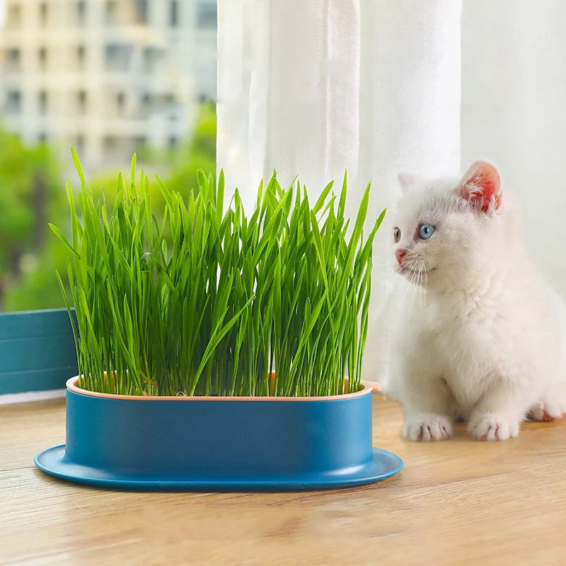 Seed starter tray,seedling tray,hydroponics growing kit,hydroponic garden kit,sprout growing kit 1pc Pet Supplies Cat Treats Catnip Hydroponic Box Catgrass Bowl (Without Seeds) Soilless Wheat Grass Growing Tray