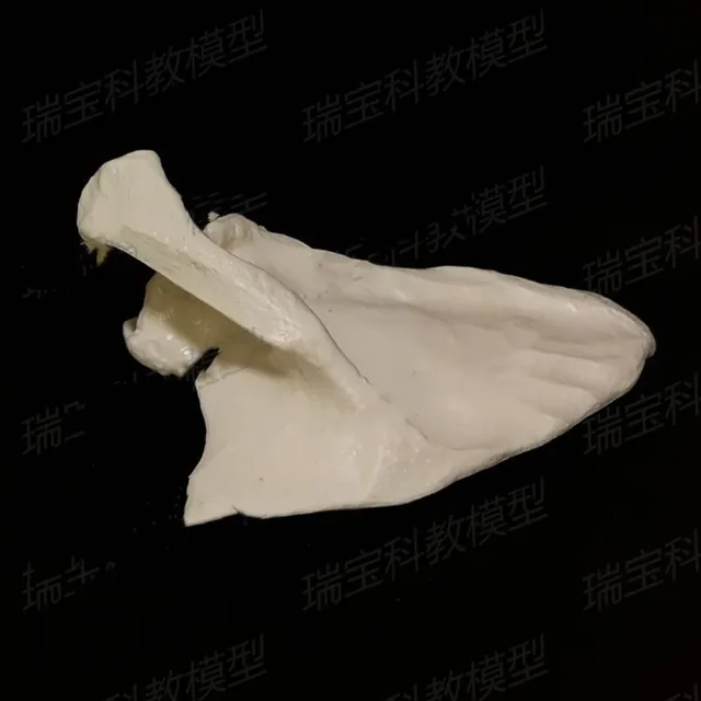 Modello Scheletro Di Cane In PVC 1:1 Grandezza Naturale - Per Veterinaria E Studio Anatomico