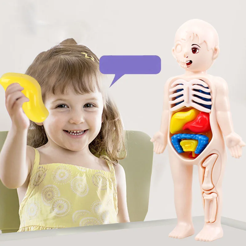Tanie Edukacyjne ozdoby modelowe narządów ludzkich DIY montaż medycyna poznawcza zabawki
