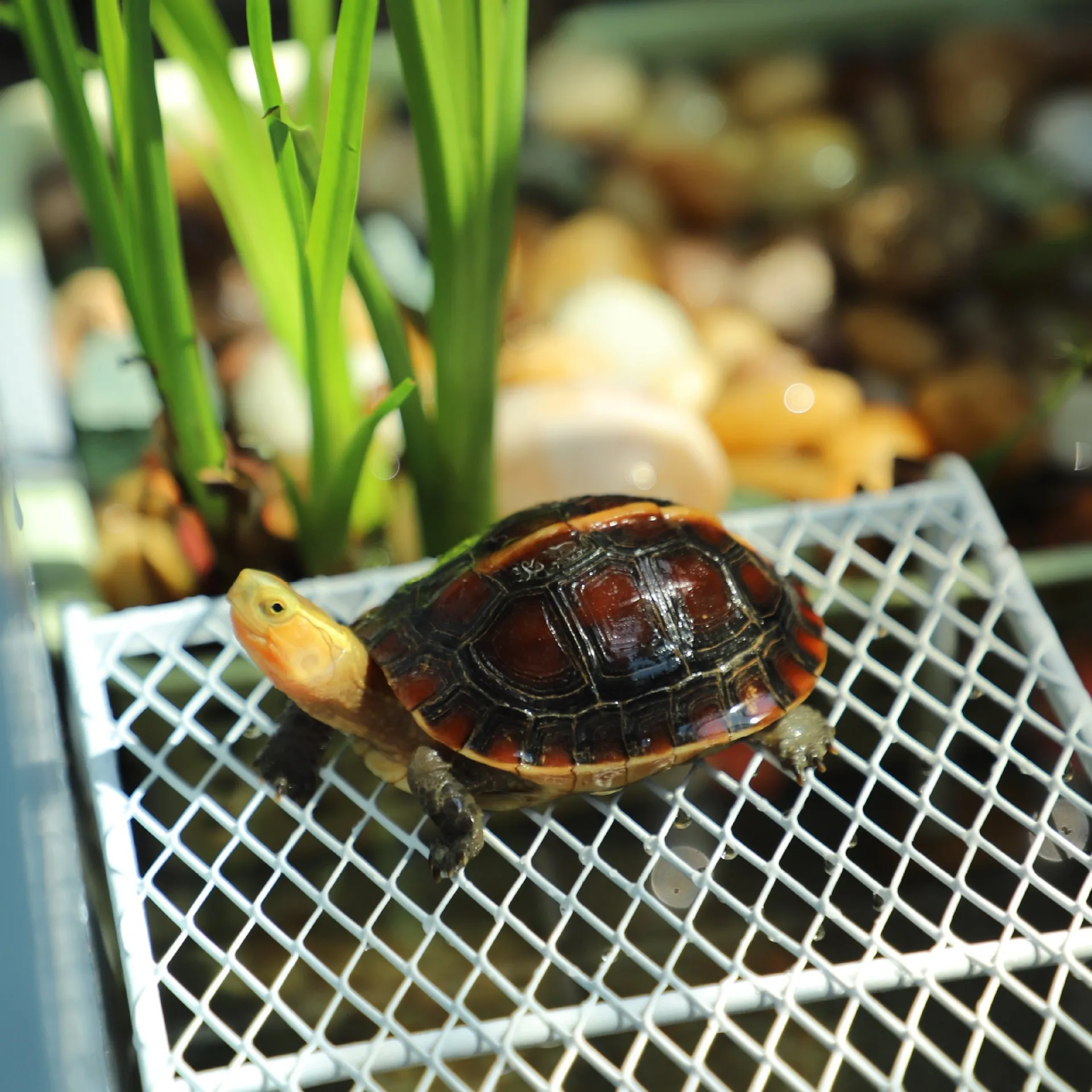 Metal Turtle Suthing Platform Fi Tank Deep Water Non-Suction Ba Suthing Floating Island Pet Fi Care Equipment Metal Turtle Suthing Platform Fi Tank Deep Water Non-Suction Ba Suthing Floating Island Pet Fi Care Equipment