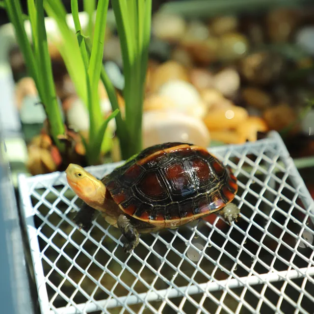 Metal Turtle Suthing Platform Fi Tank Deep Water Non-Suction Ba Suthing Floating Island Pet Fi Care Equipment Metal Turtle Suthing Platform Fi Tank Deep Water Non-Suction Ba Suthing Floating Island Pet Fi Care Equipment