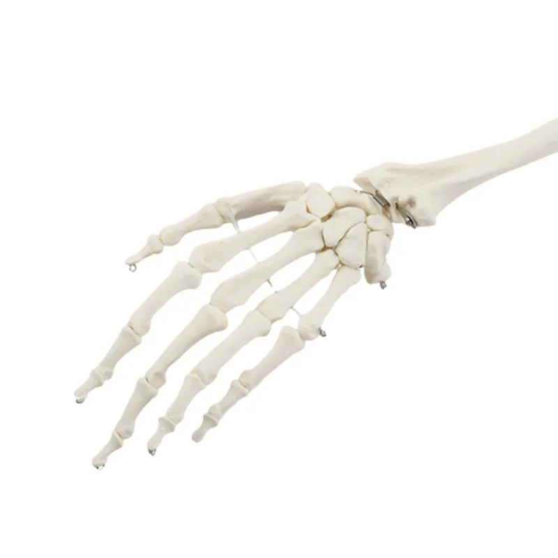 Adult Human Upper Limb Bone Arm and Radius Hand Bone Anatomy Model Medical Science Classroom Supplies Teaching