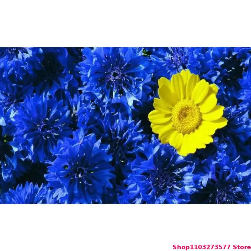 High Quality Bulk Dried Cornflower Flowers Are Used For Soap Making Candle Making Handicrafts Crystal Resin Pastry Decoration