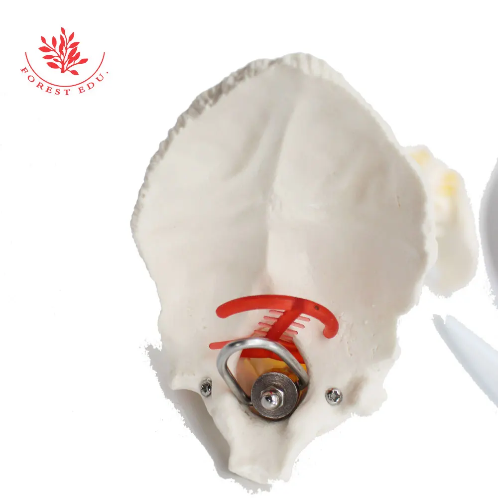 Anatomical Spine Model FRT014 Life Size Spinal Cord Include Vertebrae, Nerves, Arteries, Lumbar Column Medical Science