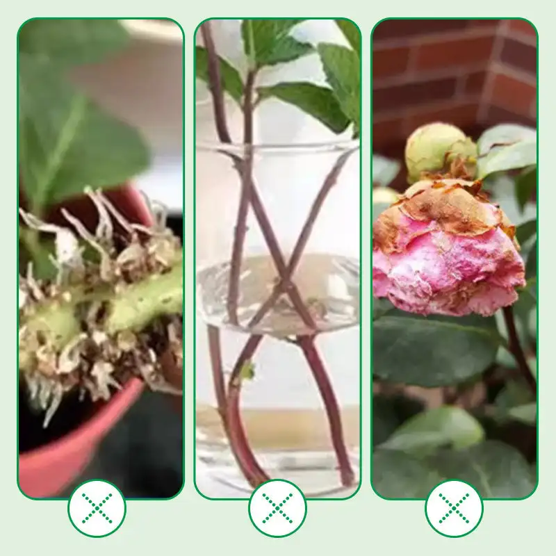 Liquid Plant Rooting Solution Rapid Rooting Agent Liquid Fertilizer Rapid Agent and Root Enhance for Plant