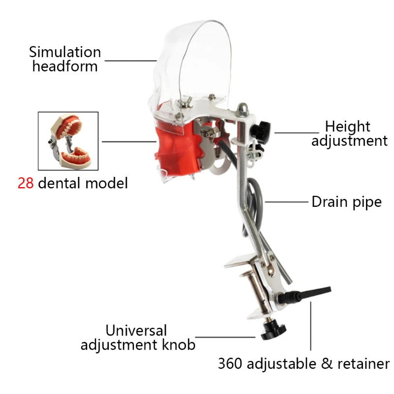 Dental Phantom Head /No Head Model with Teeth Dental Simulator Manikin Phantom Head Model for Dentist Teaching Practice Model 4