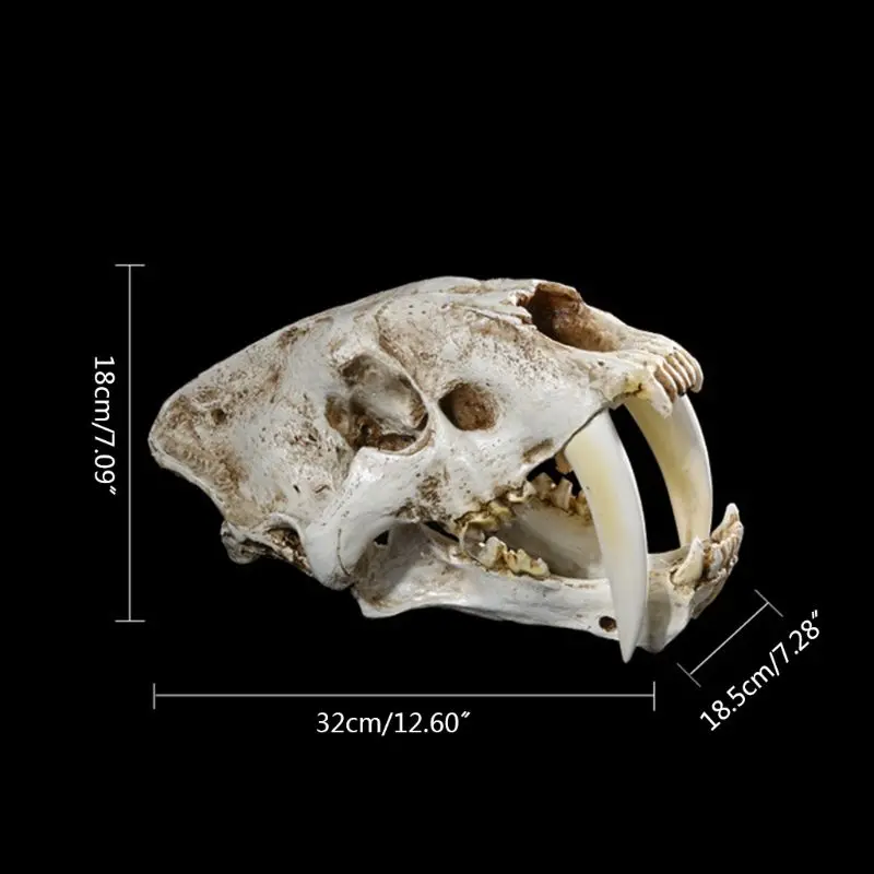 1-1-saber-toothed-resin-skull-for-head-model-home-bar-decor-hallow