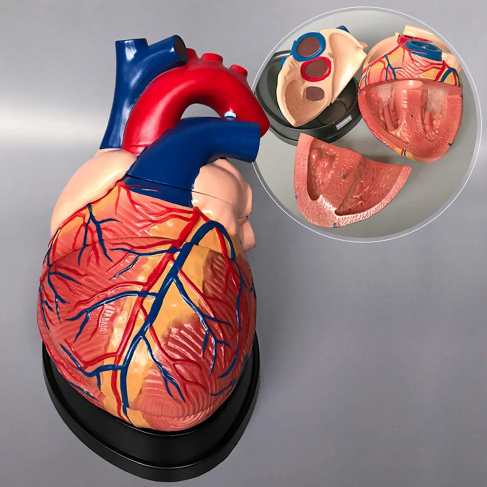 modelo-medico-cardiaco-de-tamano-real-anatomia-aterovenosa-venas-del-corazon-humano-4-unidades