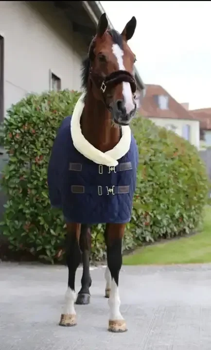 Anti-cold Exquisite Equestrian Bag Thermal Quilted Turnout For Horses Breathable Horse Rug