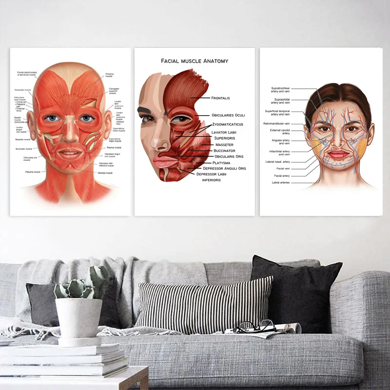 Body Structure Skeleton & Nervous System Anatomy Canvas Art - Educational Medical Decor Print