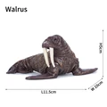 Walrus