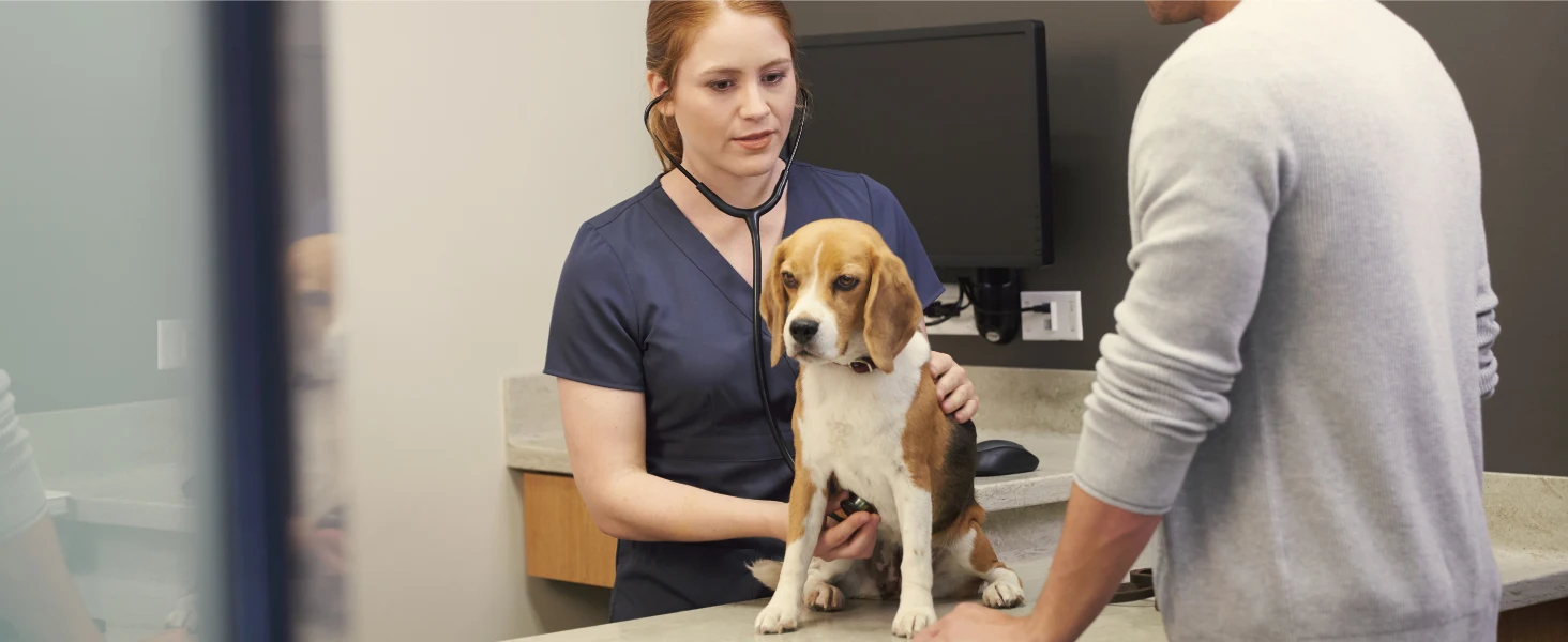Vet with dog and owner