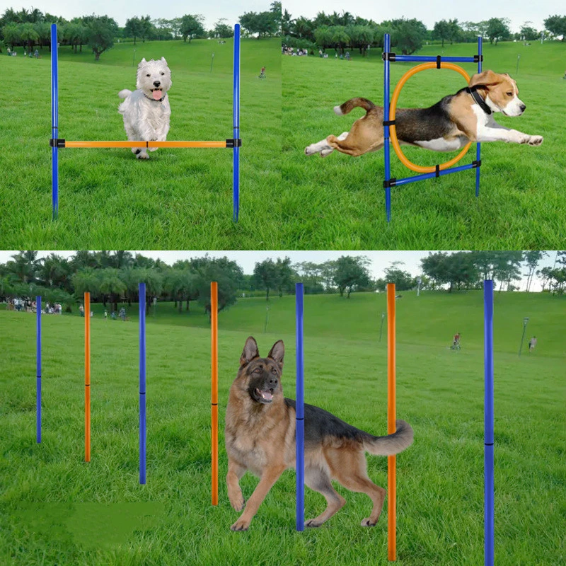What Equipment Is Used In Dog Agility