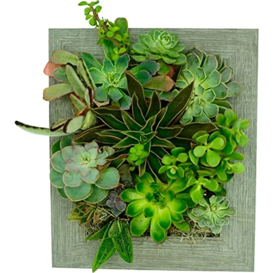 Wall Planter 8x10 - Instant Vertical Succulents Herbs Indoor Garden DIY Picture Cactus Plastic Ready to Hang Pin Plant Display
