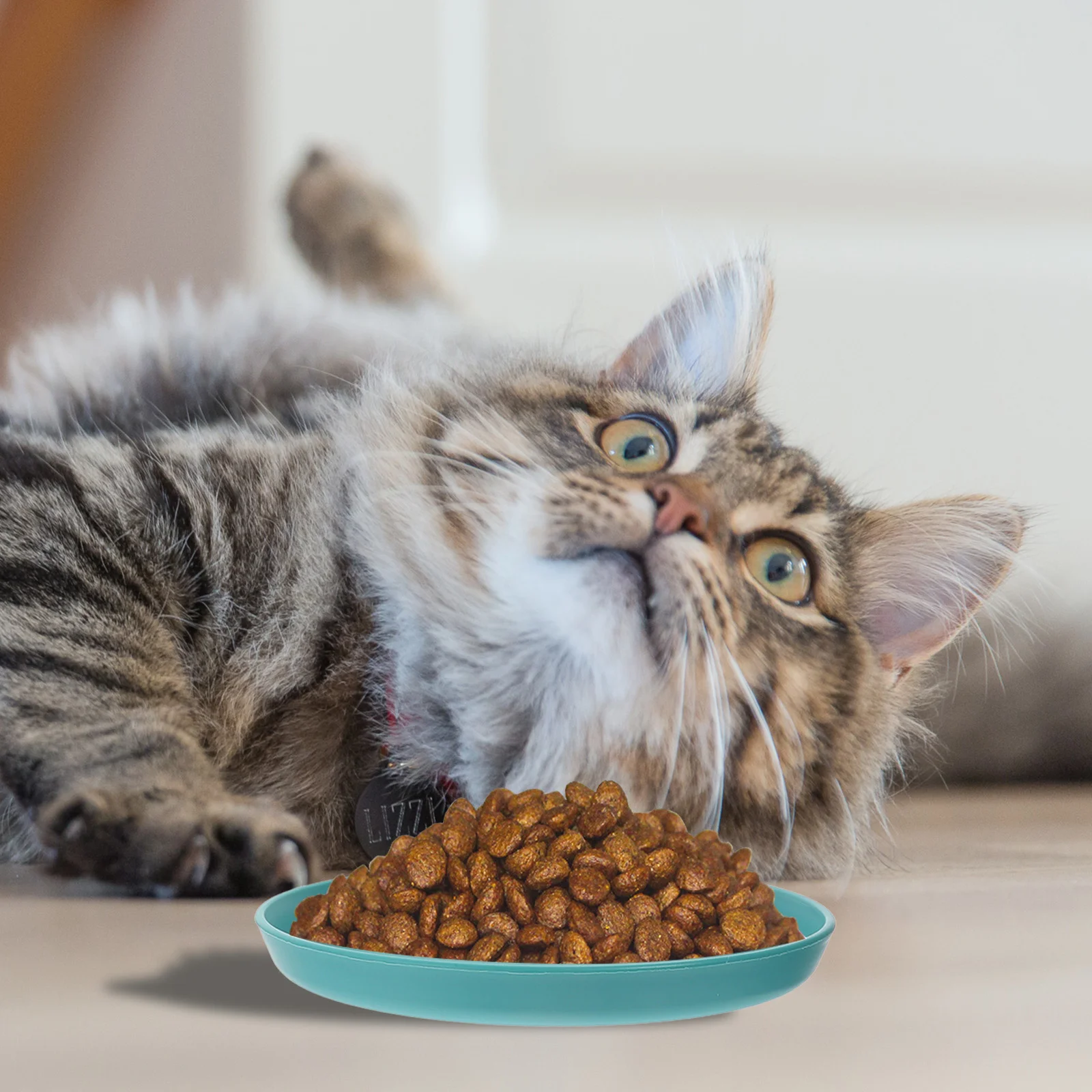

Cat Bowl Shallow Cat Food Dish Cat Feeding Bowls Wide Pet Food Plate Cat Feeding Drinking Dish Large Capacity For Kittens