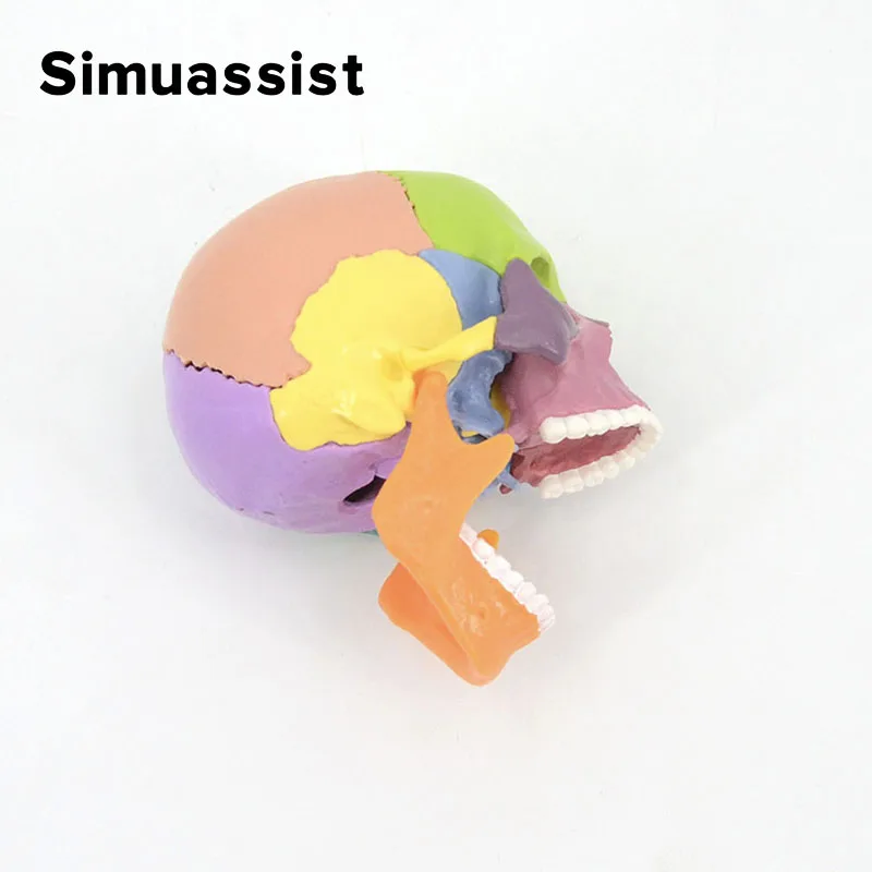 15PCS/SET 4D Disassembled Color Mini Skull Anatomy Model Human Anatomy Skull Puzzle Medical Teaching Tool human skull model