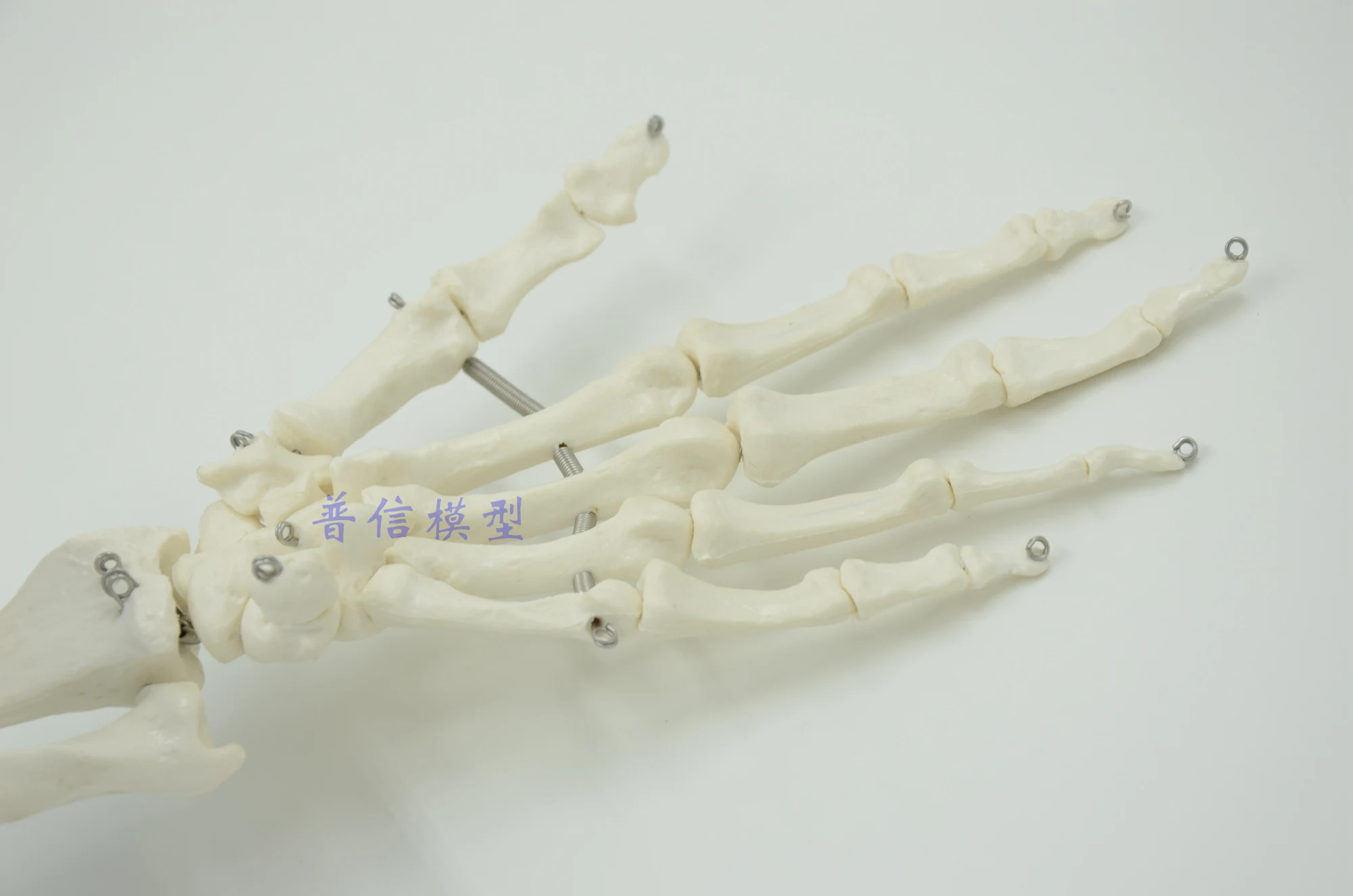 Human hand joint model hand skeleton model Medical Science teaching supplies