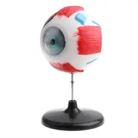 5X Magnification Human Eye Ball Anatomy Model Anatomical Study Kit Lab Supplies, 4D Disassembled 2