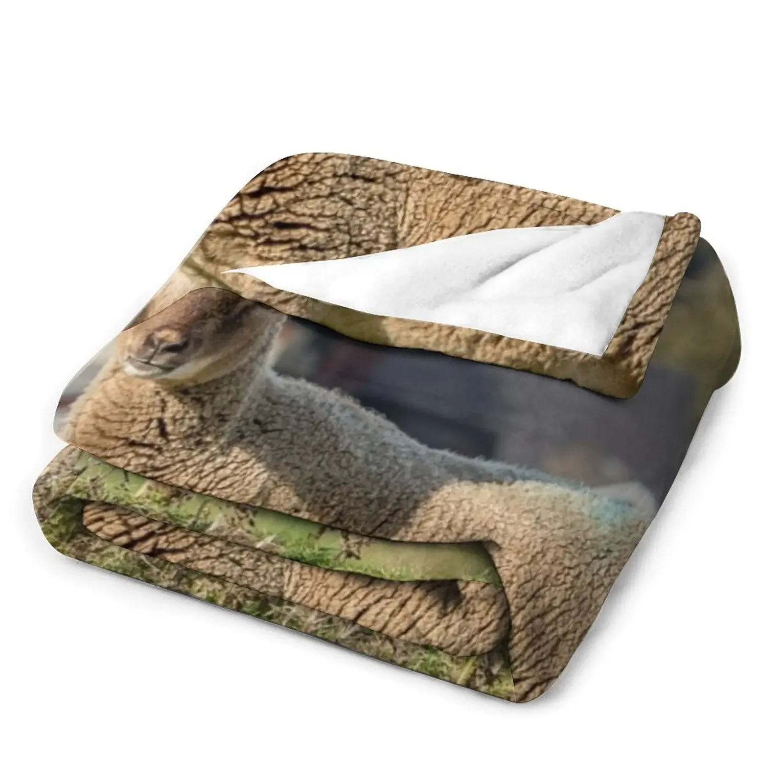 �� �� ���� ������ ���, ���Ÿ� ����Ʈ ��Ƽ�� �ö��� ķ�� ���