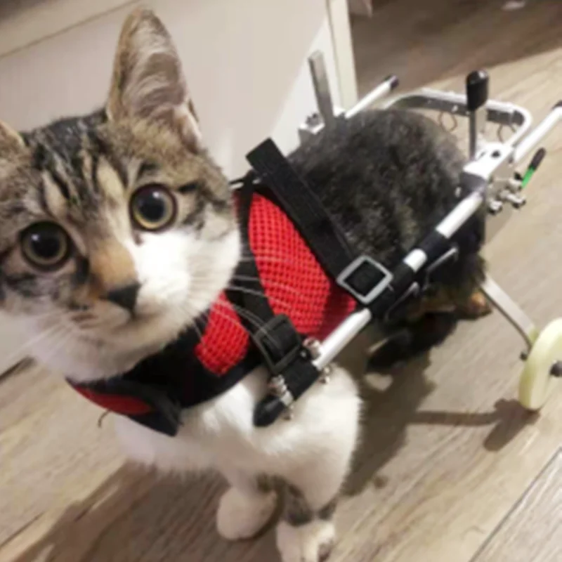 Cat Wheelchair Car Paralyzed Fracture Pet Hind Leg Spine Injury Rehabilitation Training Car Hind Limb Disability Stroller cat wheelchair