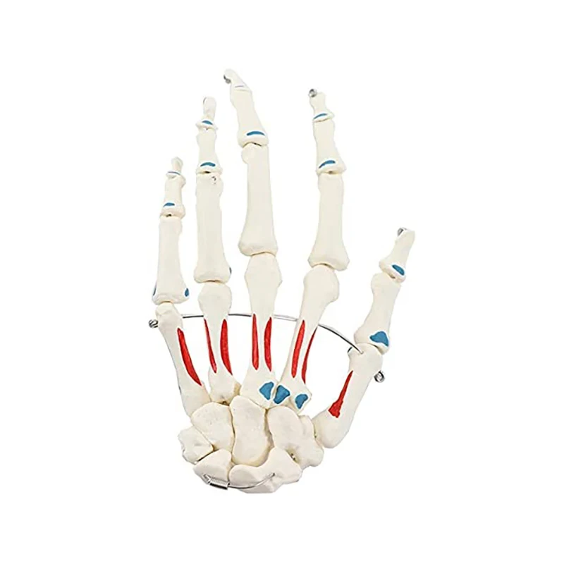 

Human hand joint model hand bone hand skeleton palm palm palm skeletal structure muscle coloring