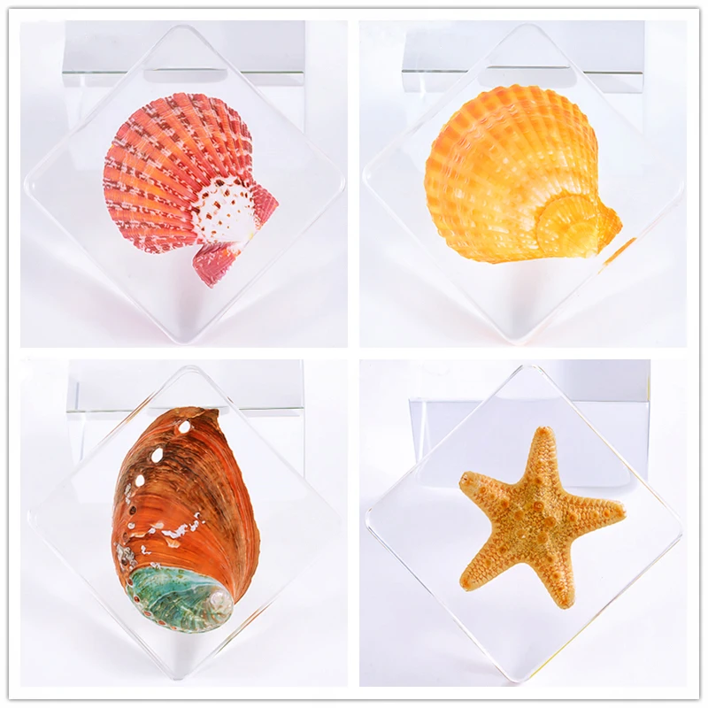 Kindergarten teaching Marine animals Real fish Resin specimen Fish tortoise Crab Amber ornaments home accessories  decor 2
