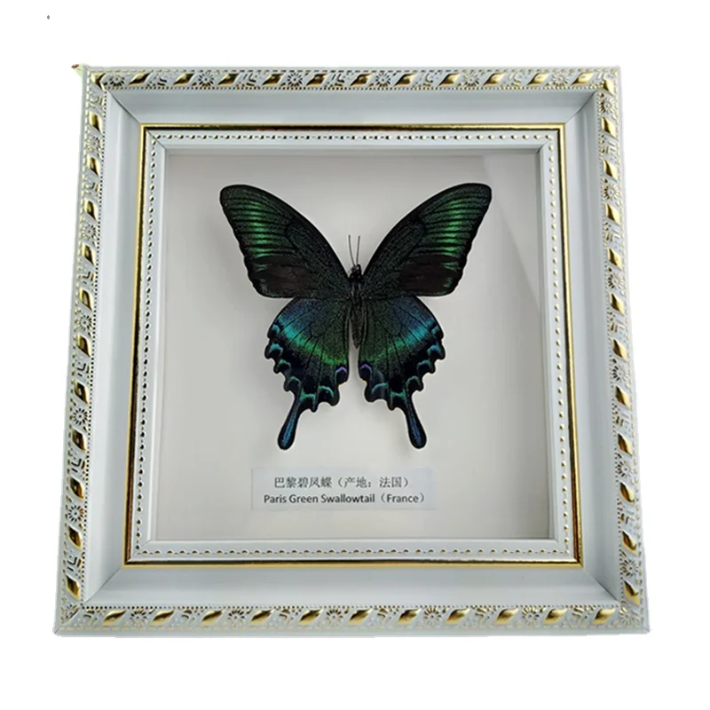 

Real Butterfly Specimen, Photo Frame, Handicraft, Jewelry Collection, Birthday, Wedding Gift, Home Decoration