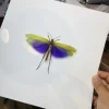 Real Moth Insect Grasshopper Specimen Teaching and Research Hobby Collection of Home Decoration Crafts Statues for Decoration 4