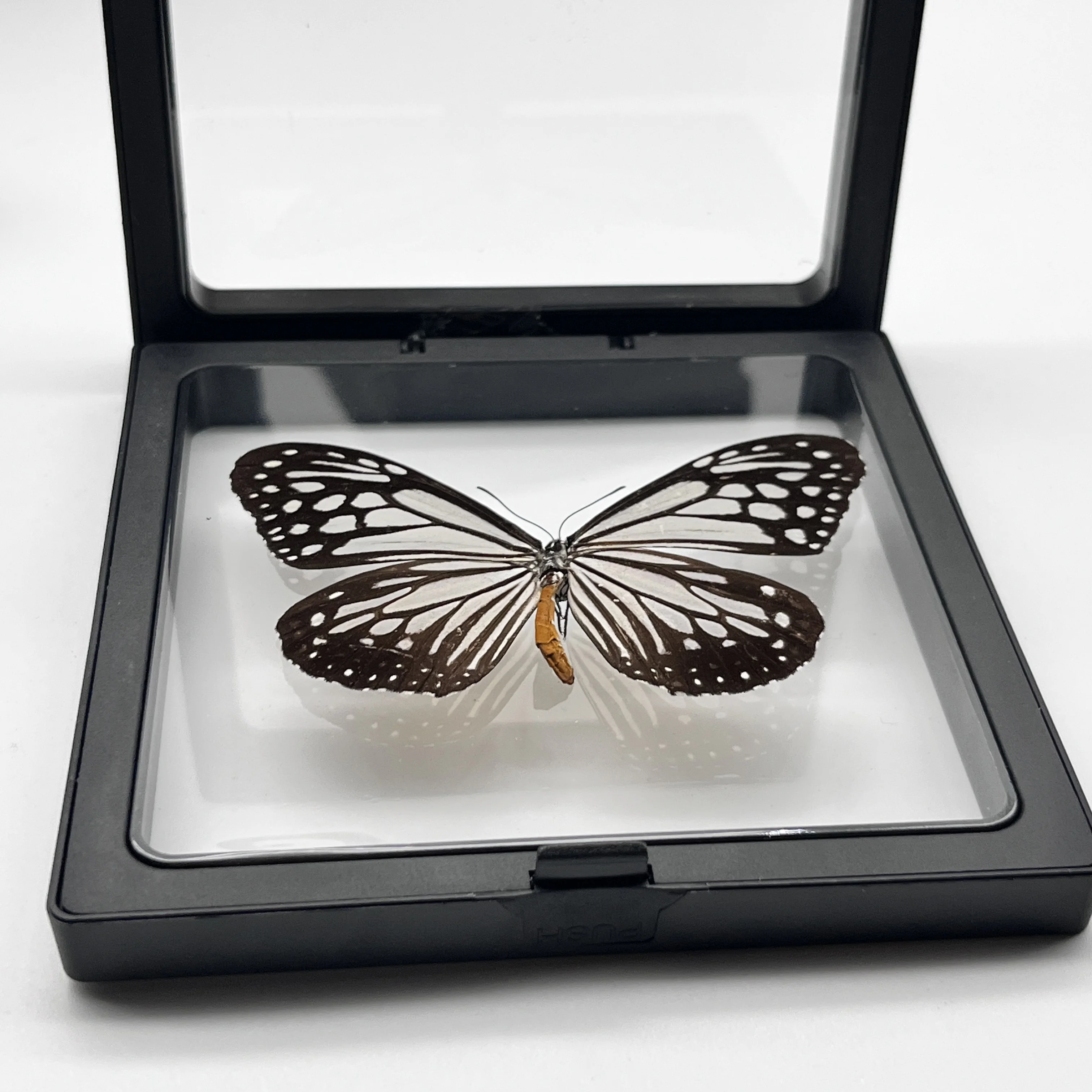 1pcs Real Butterfly Specimen Insect Home Decor Photo Frame   Desk Decoration Figurines Birthday Gift Teaching Training 6