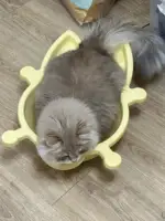 New Summer Bed cats Vegetable Basket Four Seasons Universal Breathable Accessories for cats houses & habitats Carrier for cat 4