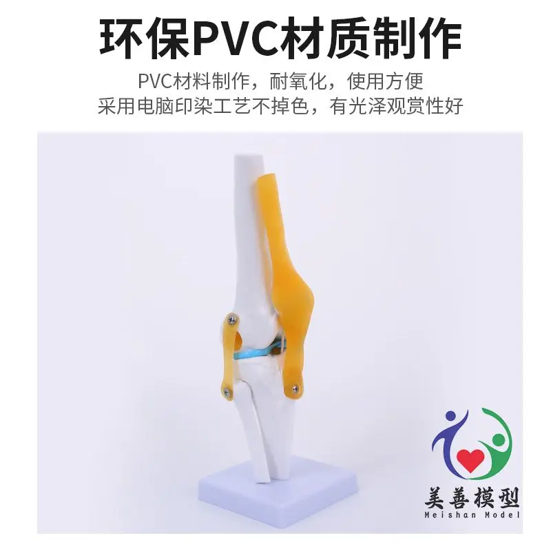 Anatomical Models Knee Model With Ligaments Human Skeleton Teaching Exercises Medical Function Display Shoulder And Neck Spine Skeleton Orthopedic