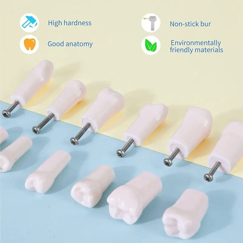 Kilgore NISSIN 200 Type Dental Teeth Models for Typodont Removable Frasaco Columbia Dentoform Teeth Model 6