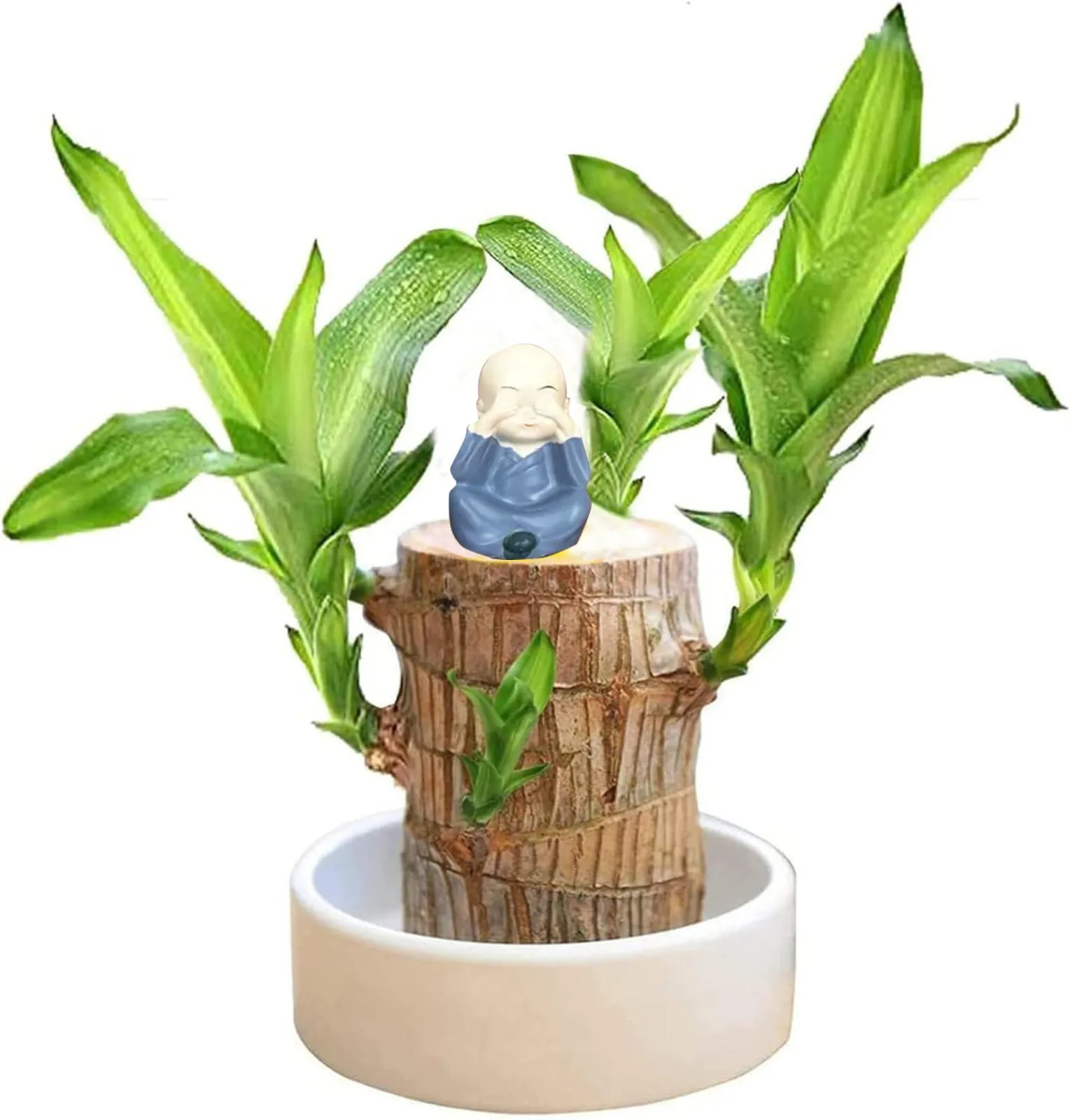 Brazilian Wood Easy Grow Easy Care Hydroponic Tree Housewarming Desktop Ornament
