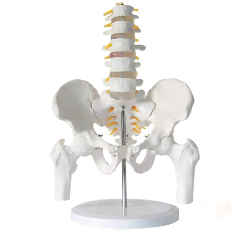 Human Five-Section Lumbar Vertebrae And Pelvic Leg Bone Anatomy Model Medical Science Teaching Resources