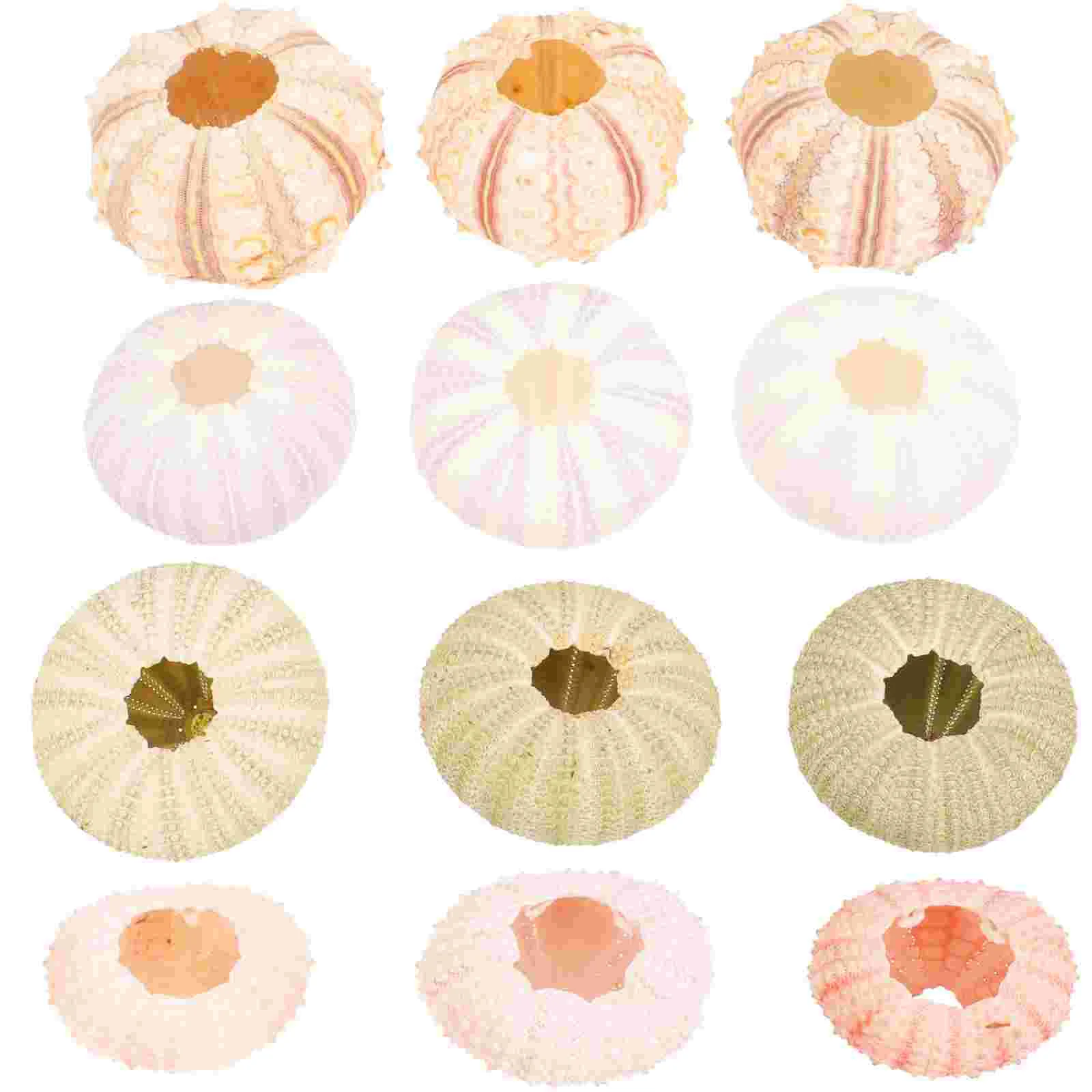 

12 Pcs Natural Shell Conch Air Plant Sea Urchin Holder Fish Tank Decorations Succulent Pot Aquarium Landscape Desktop