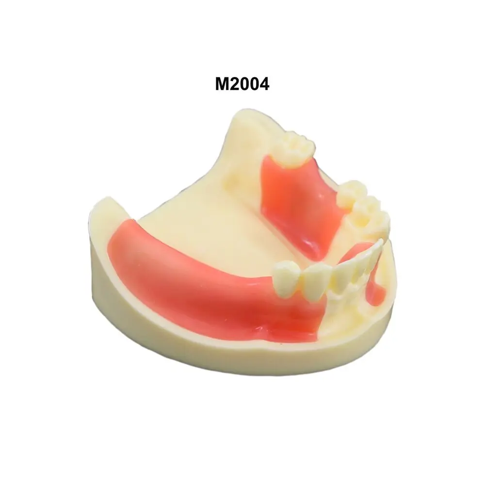 

Dental Implant Practice Typodont Teeth Model Lower Jaw Removable Gingiva M2004 Dental Model