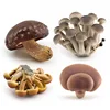 Simulation mushroom set Shiitake mushroom true Ji mushroom Slime mushroom Matsutake poison rope umbrella twin mushroom model toy 3