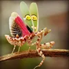 Creobroter Gemmatus Real Insect Mantis Specimens DIY Crafts Collection Exhibition Home Decoration Teaching Observation 1